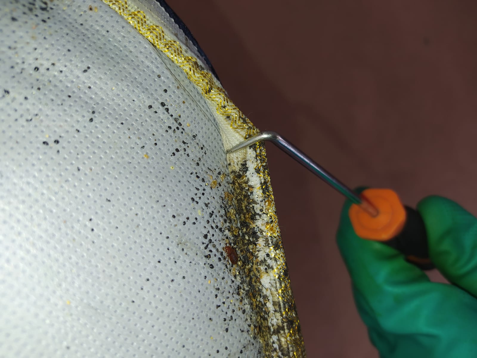 Eliminación de chinches de cama con vapor